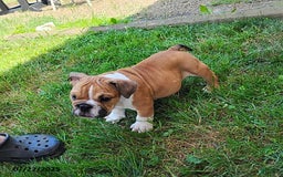 English Bulldog dogs for sale: Reagan - Image 14