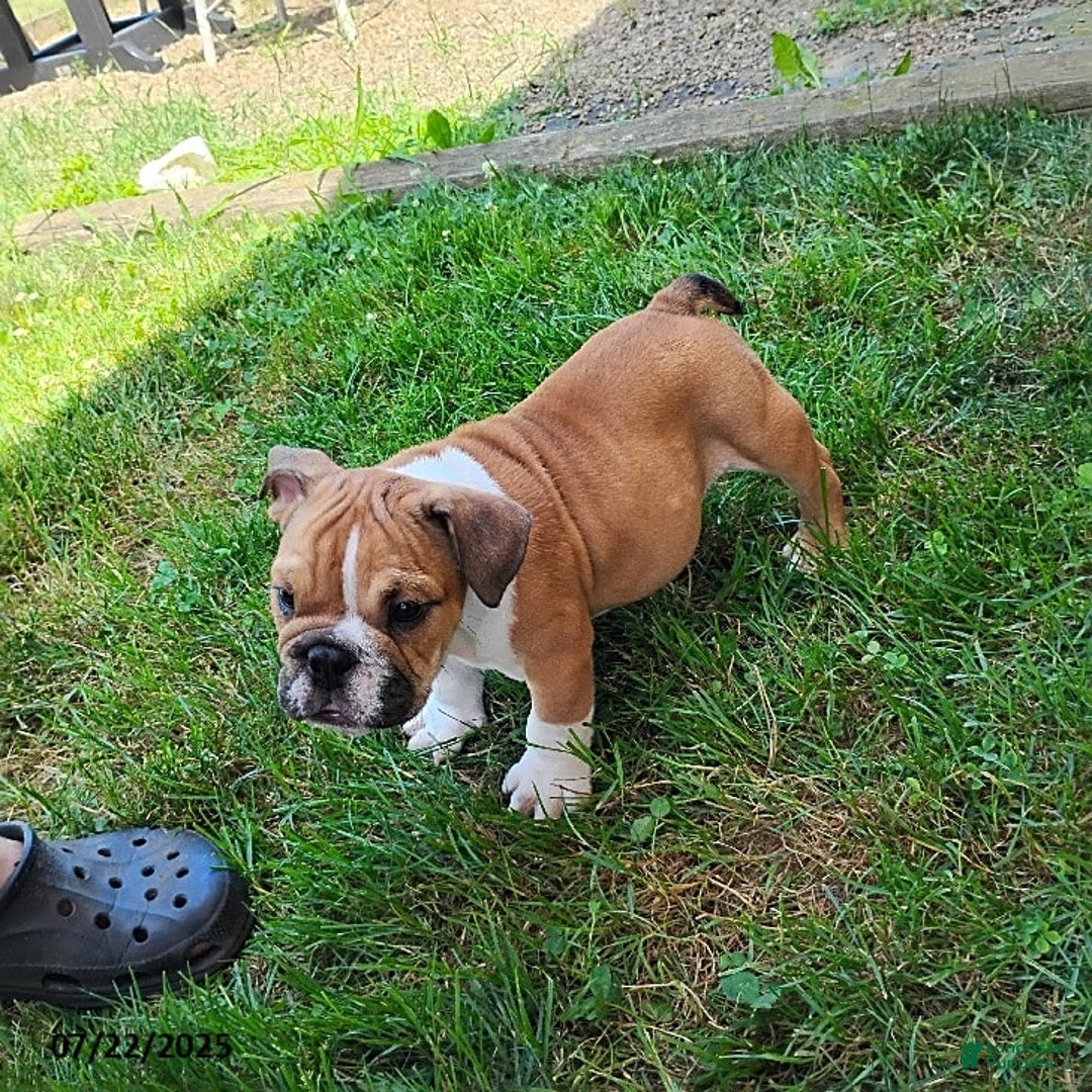 English Bulldog dogs for sale: Reagan - Image 14