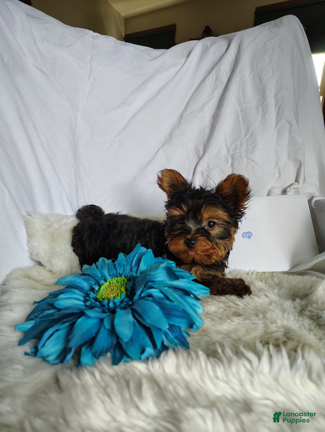 Yorkshire Terrier dogs for sale: Gerri - Image 1