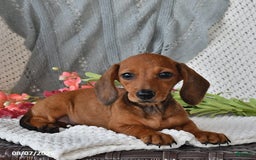 Miniature Dachshund dogs for sale: Miniature Dachshund 6 puppies - Image 13