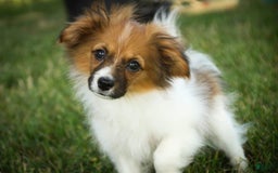 Papillon dogs for sale: Rome - Image 21