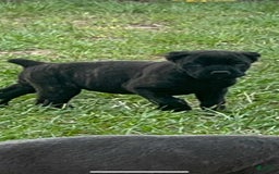 Cane Corso dogs for sale: Female Black Brindle - Listing for pets: Female Black Brindle, Grey Male - Image 1