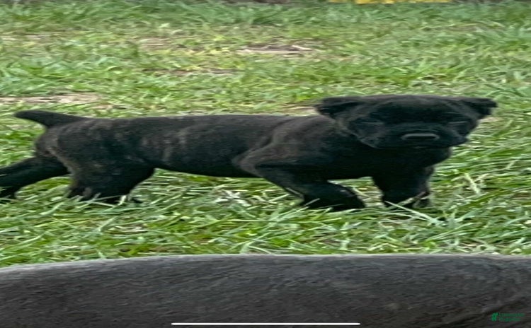 Cane Corso dogs - Advert 34