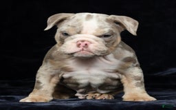 English Bulldog dogs for sale: Zeke - Image 7