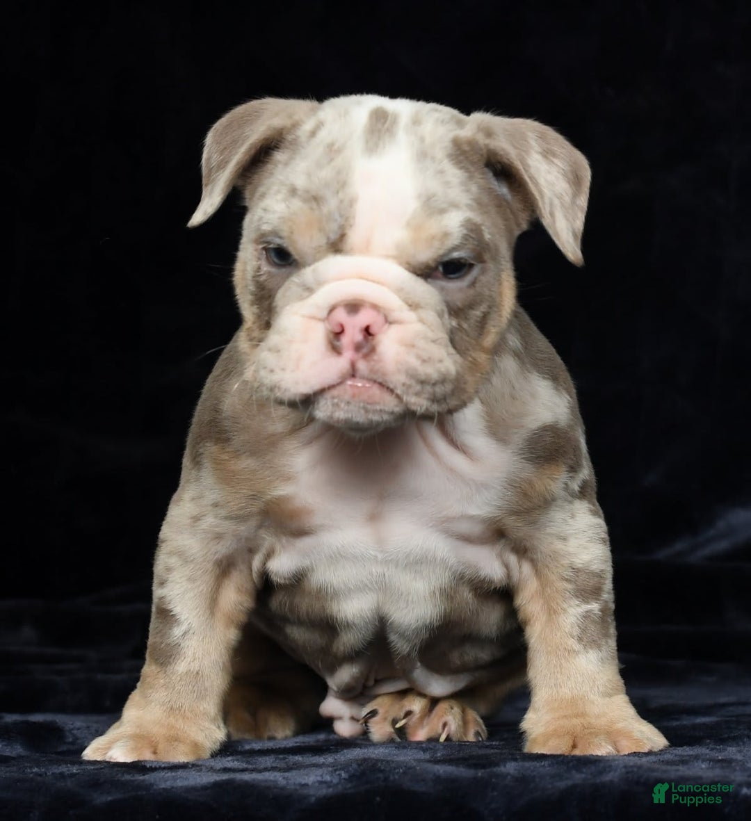 English Bulldog dogs for sale: Zeke - Image 7