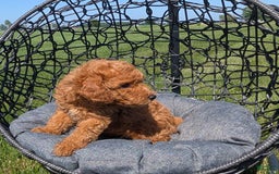Toy Poodle dogs for sale: Quinten - Image 2