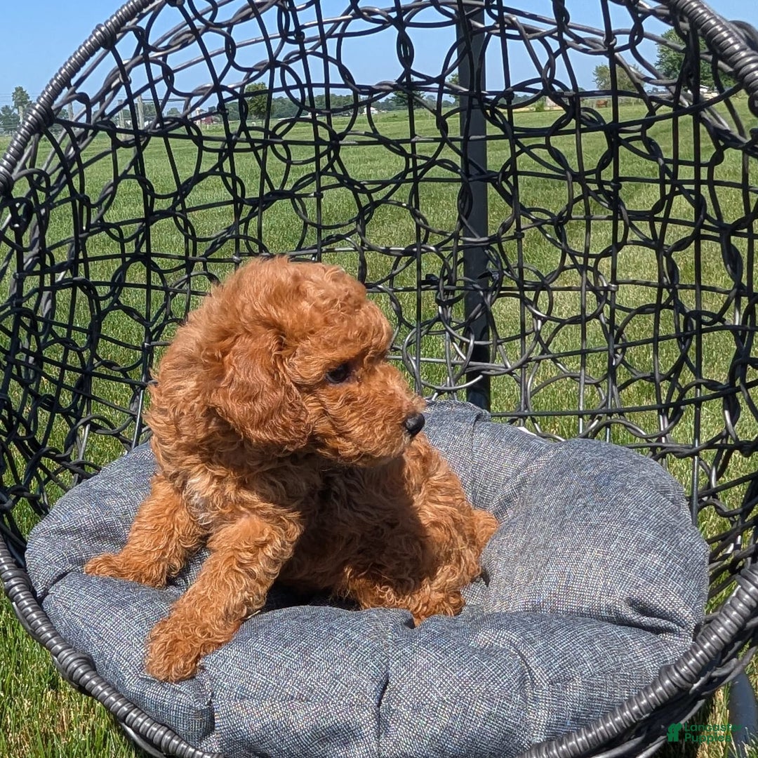 Toy Poodle dogs for sale: Quinten - Image 2