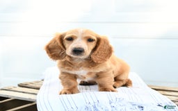 Dachshund dogs for sale: Baxter - Image 3