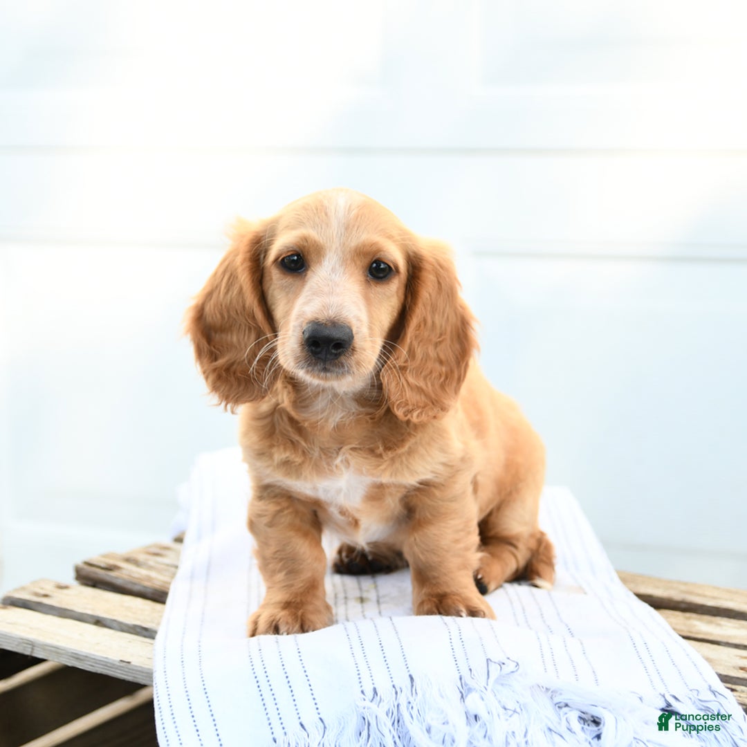 Dachshund dogs for sale: Baxter - Image 3