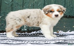 Australian Shepherd dogs for sale: Atlas - Image 8