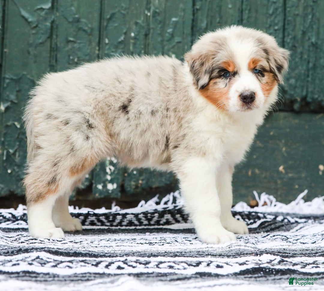 Australian Shepherd dogs for sale: Atlas - Image 8