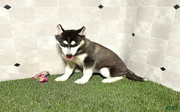 Siberian Husky dogs for sale: Lassie - Image 2