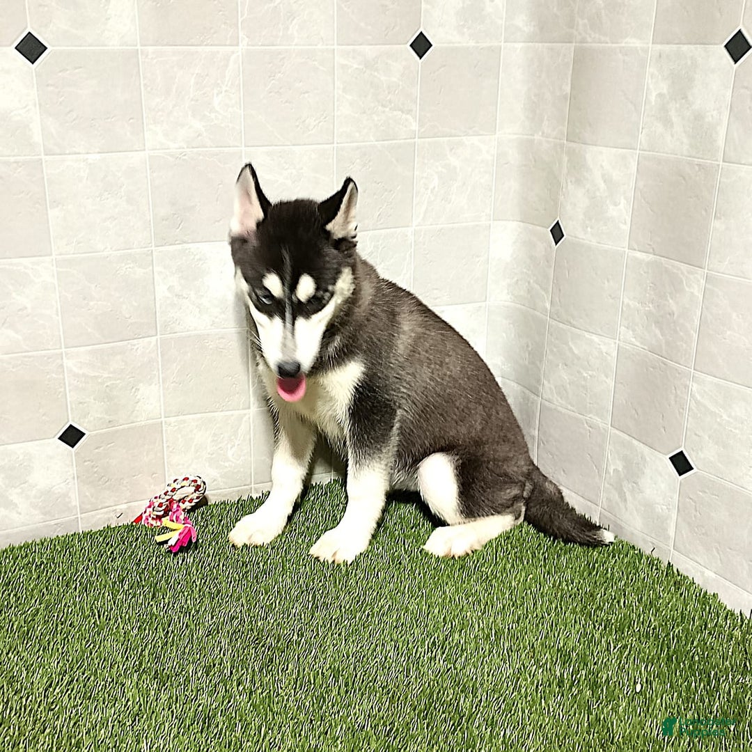 Siberian Husky dogs for sale: Lassie - Image 2