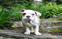 Olde English Bulldogge dogs for sale: Pansy - Image 12