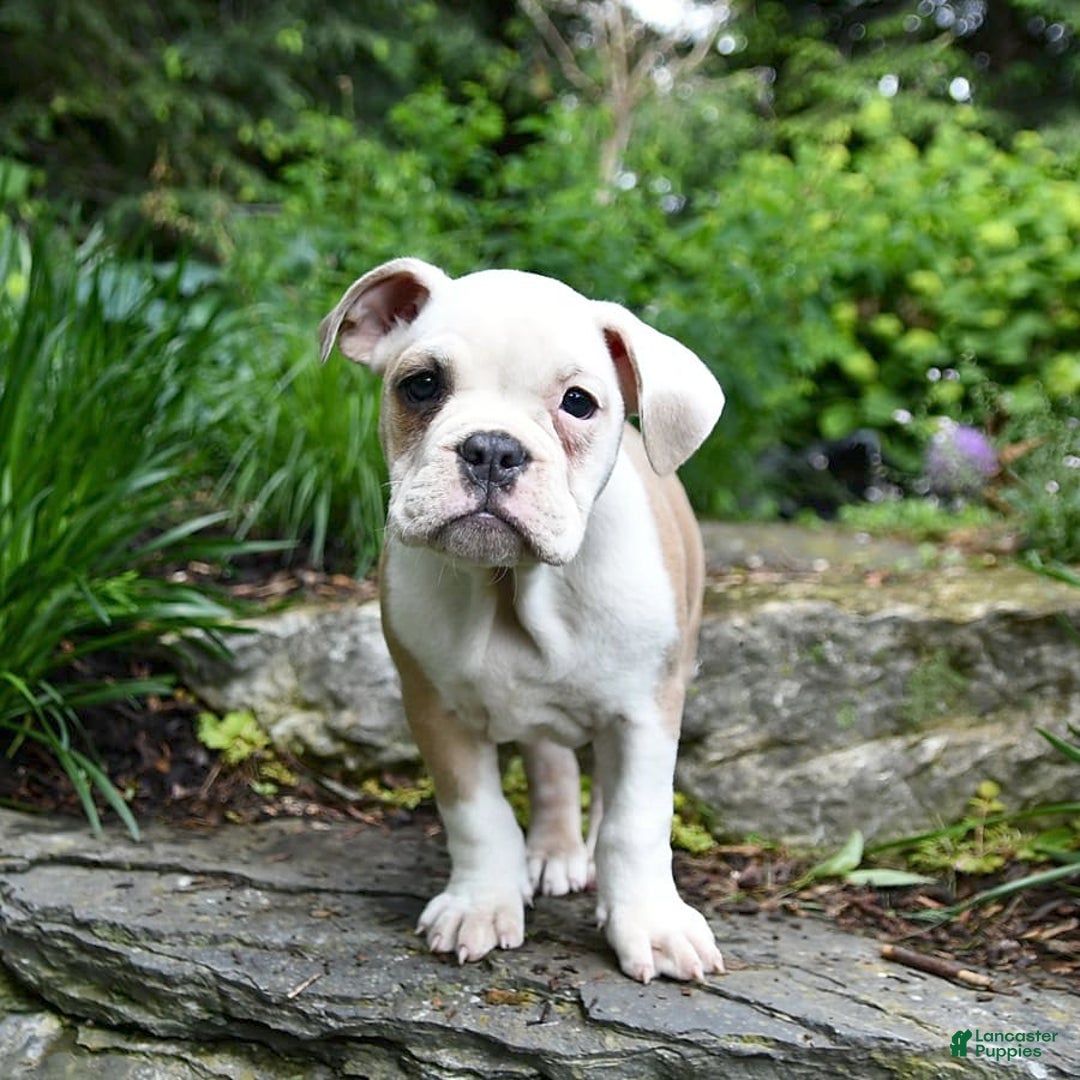 Olde English Bulldogge dogs for sale: Pansy - Image 12