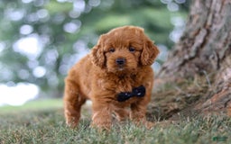Mini Goldendoodle dogs for sale: Blaze - Image 5