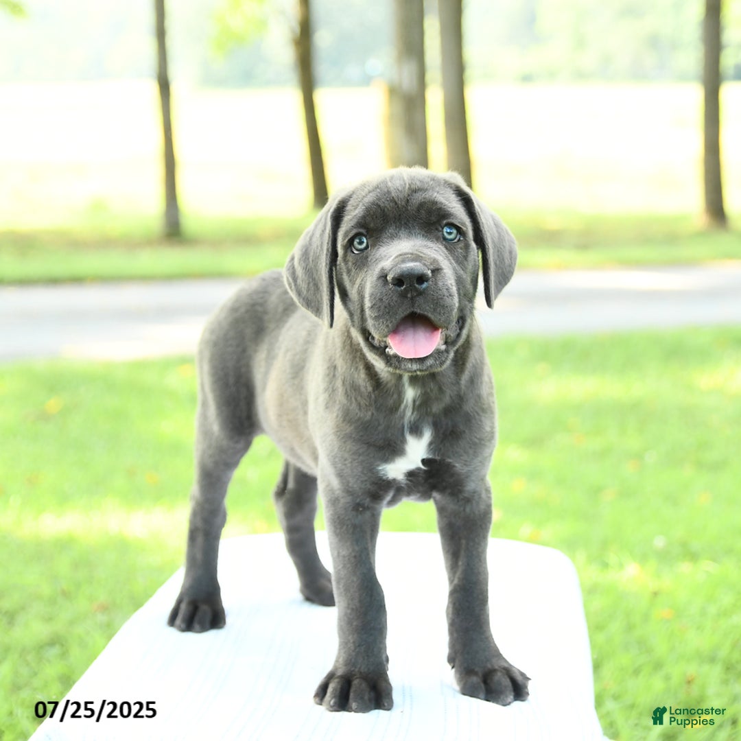 Cane Corso dogs for sale: Darcy - Image 3
