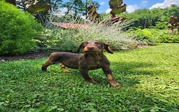 Doberman Pinscher dogs for sale: Duke - Image 2