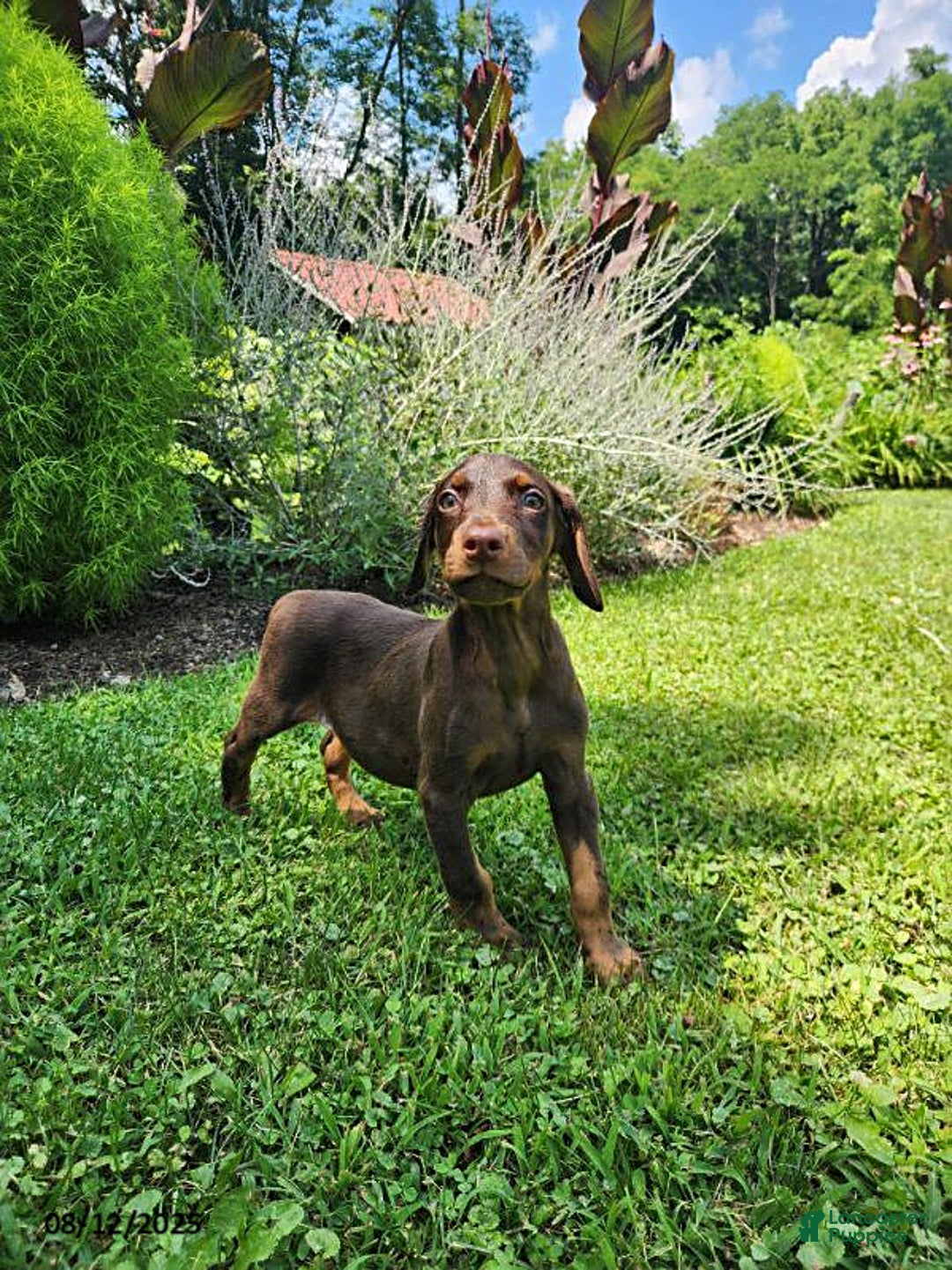 Doberman Pinscher dogs for sale: Duke - Image 2