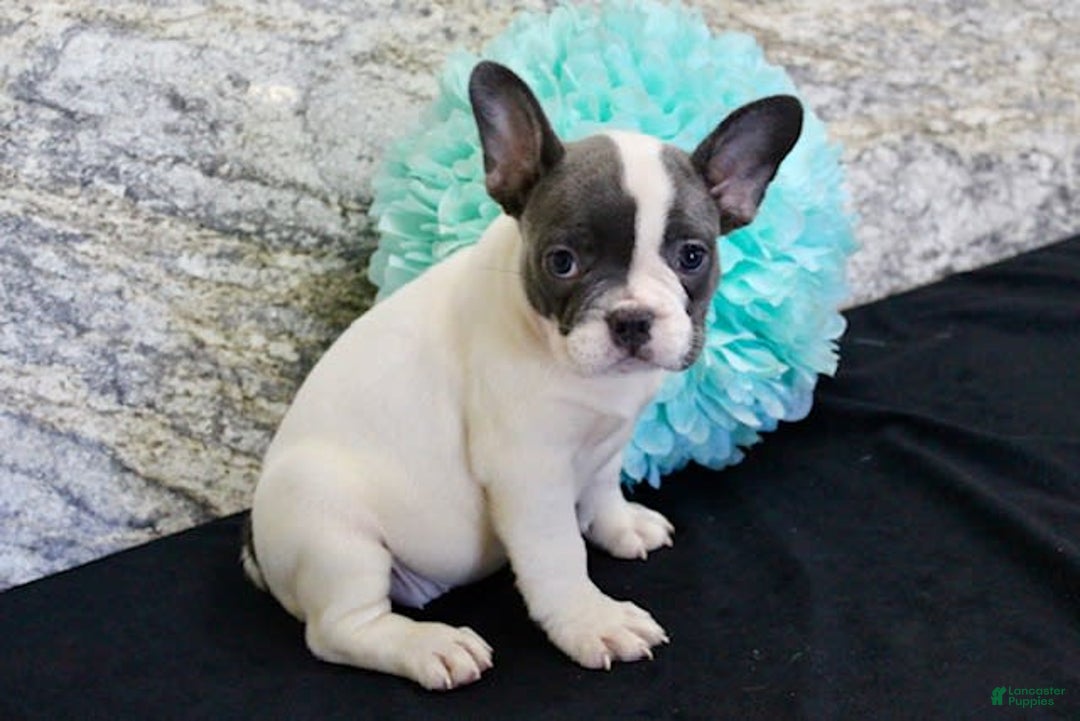 French Bulldog dogs for sale: Tina - Image 7