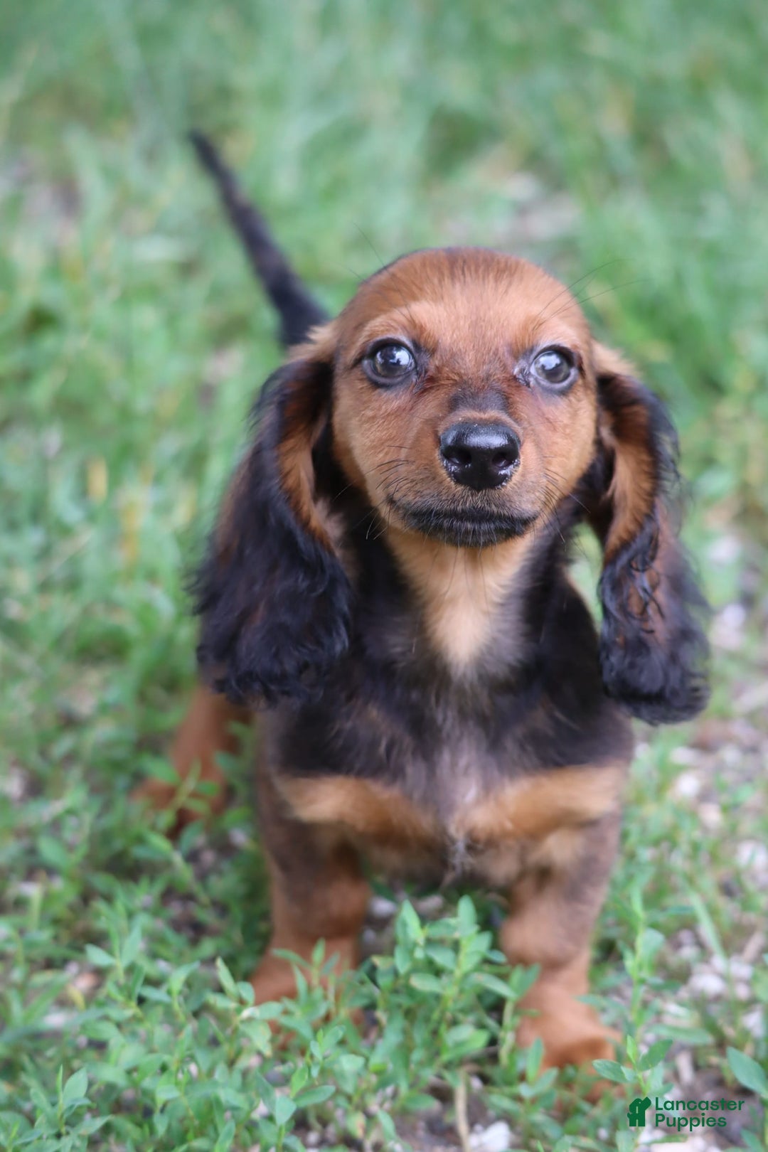 Miniature Dachshund dogs for sale: Dash - Image 8