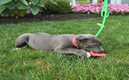 Cane Corso dogs for sale: Ocean - Image 6