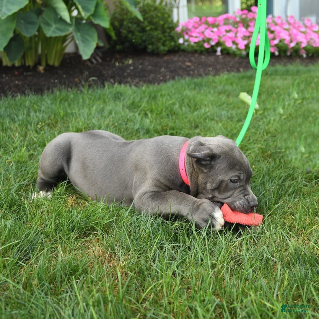 Cane Corso dogs for sale: Ocean - Image 6
