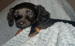 Dachshund dogs for sale: Tbd - Image 1