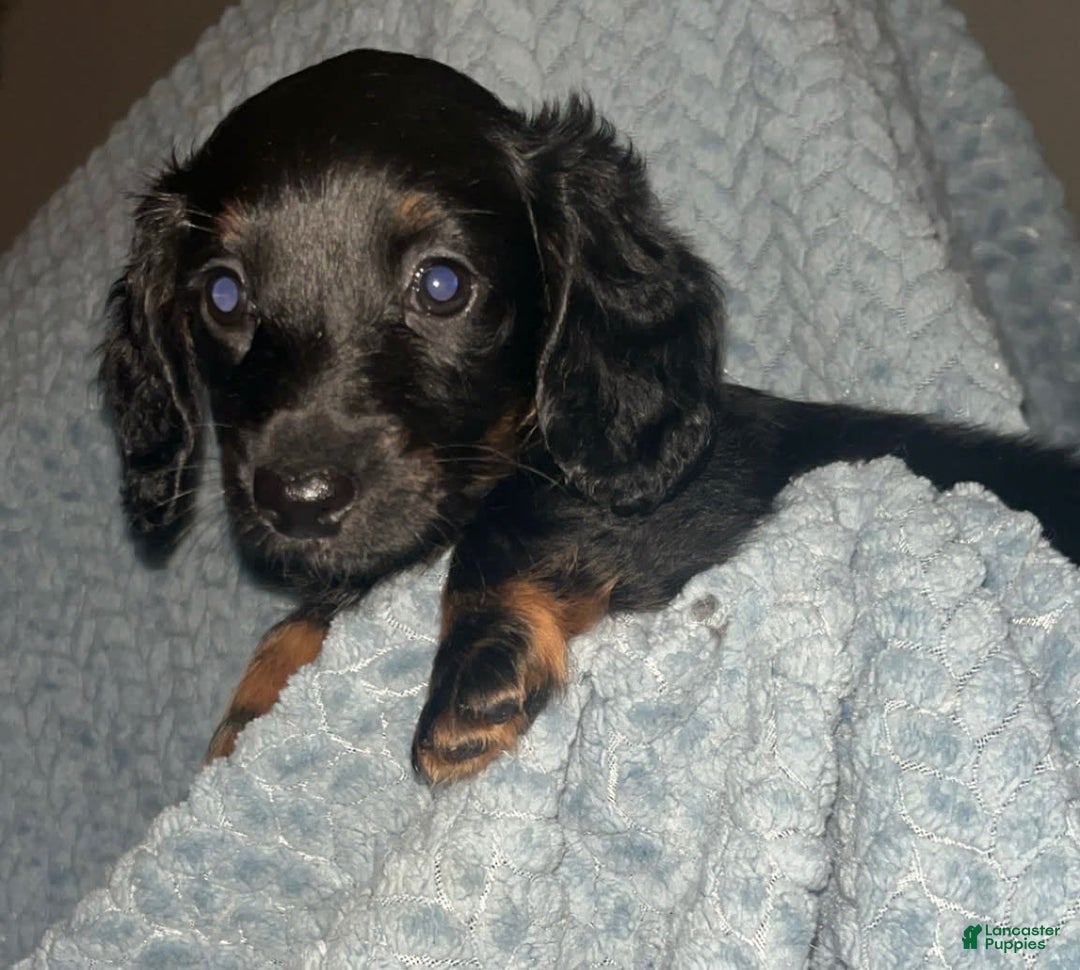 Dachshund dogs for sale: Tbd - Image 1