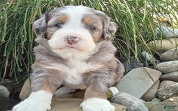 Mini Bernedoodle dogs for sale: Mia - Image 21