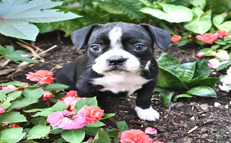 Boston Terrier dogs for sale - Ad 3