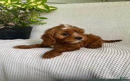 Cavapoo dogs for sale: Maverick - Image 5