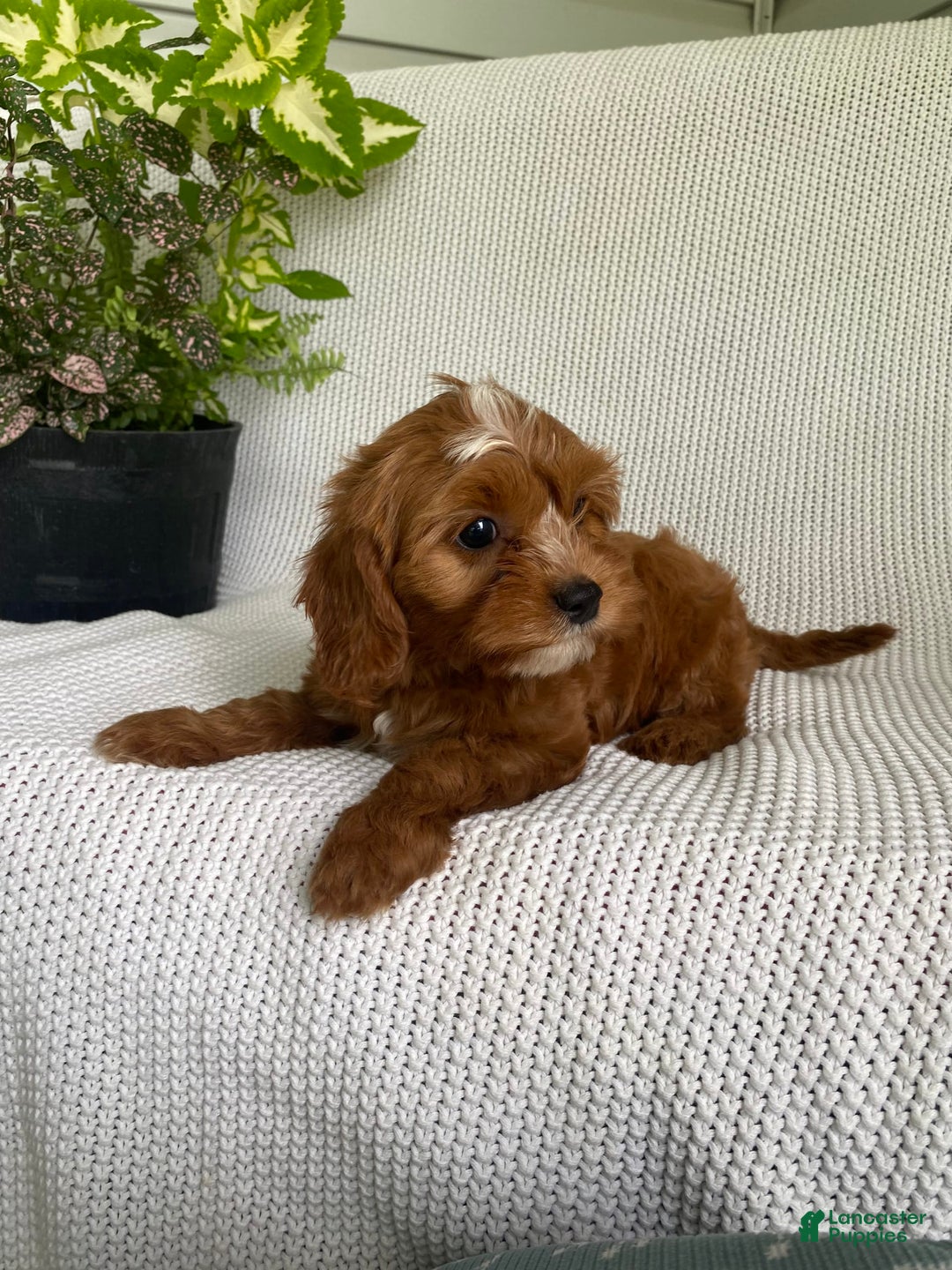Cavapoo dogs for sale: Maverick - Image 5