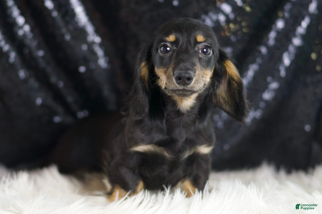 Miniature Dachshund dogs for sale: Oscar - Image 6