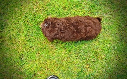 Havapoo dogs for sale: Tucker - Image 1