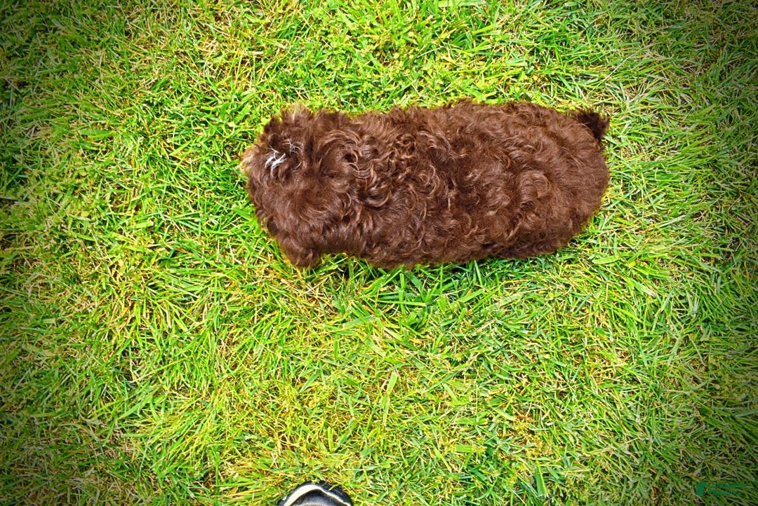 Havapoo dogs for sale: Tucker - Image 1
