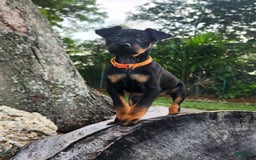 Miniature Pinscher dogs for sale: Benji - Image 5