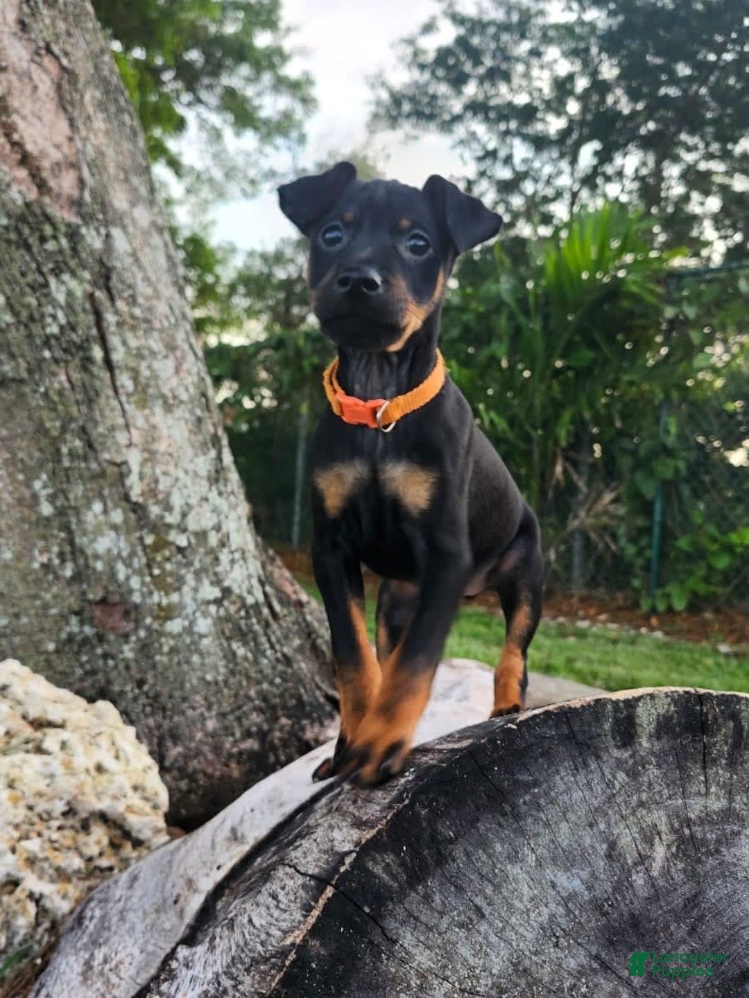Miniature Pinscher dogs for sale: Benji - Image 5