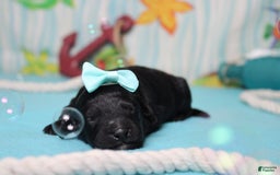 Mini Bernedoodle dogs for sale: Mini Bernedoodle 6 puppies - Image 18