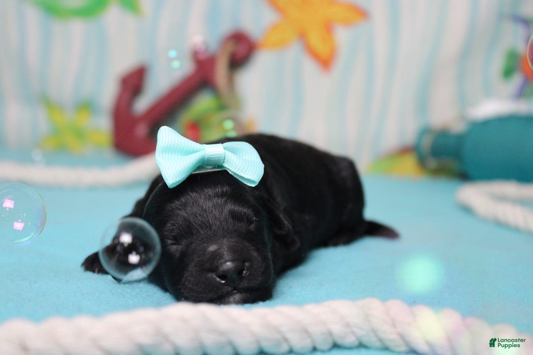 Mini Bernedoodle dogs for sale: Mini Bernedoodle 6 puppies - Image 18