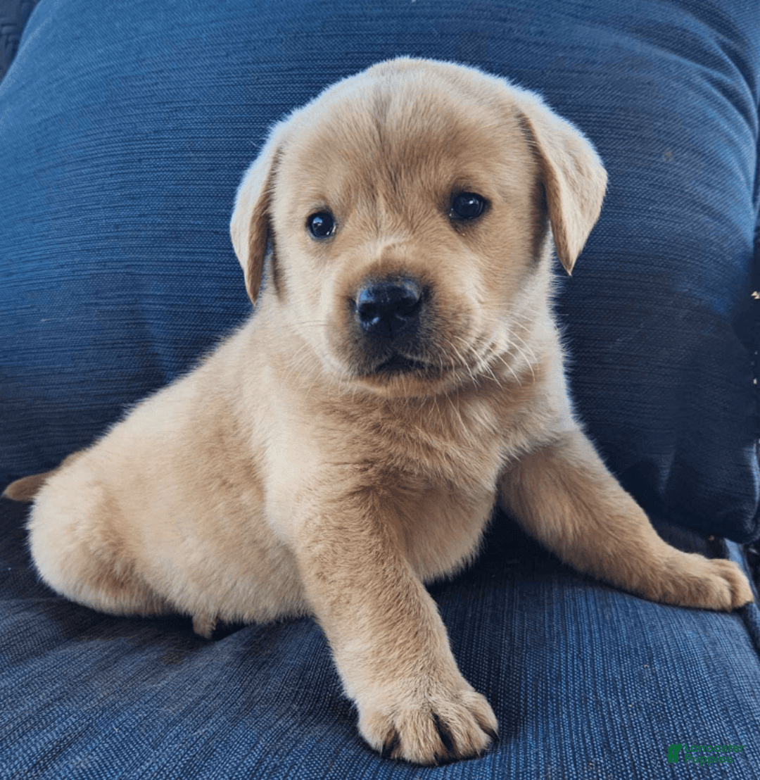 Labrador Retriever dogs for sale: Sunny - Image 2