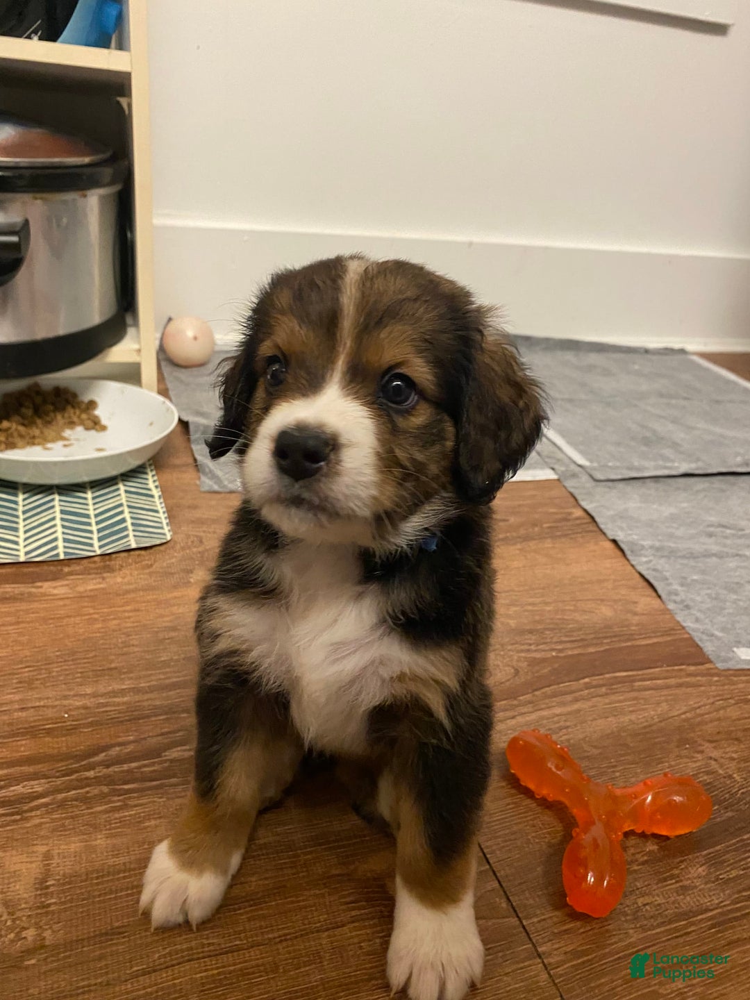 Bernedoodle dogs for sale: Boulder - Image 6