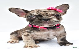 French Bulldog dogs for sale: Amber - Image 4