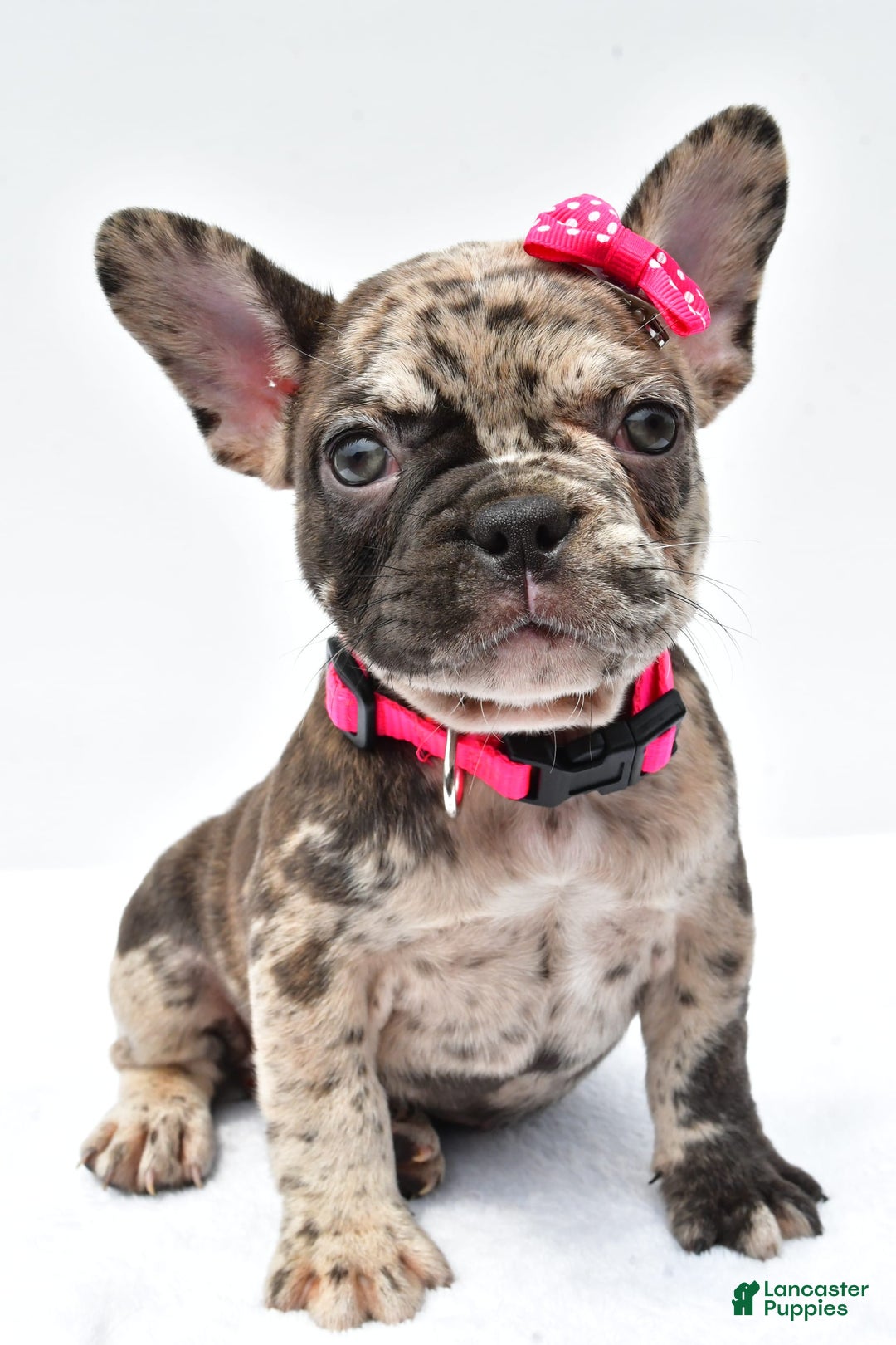 French Bulldog dogs for sale: Amber - Image 4