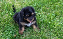 Bernedoodle dogs for sale: Cinnamon - Image 1