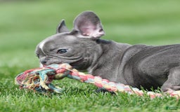 French Bulldog dogs for sale: Abby - Image 9