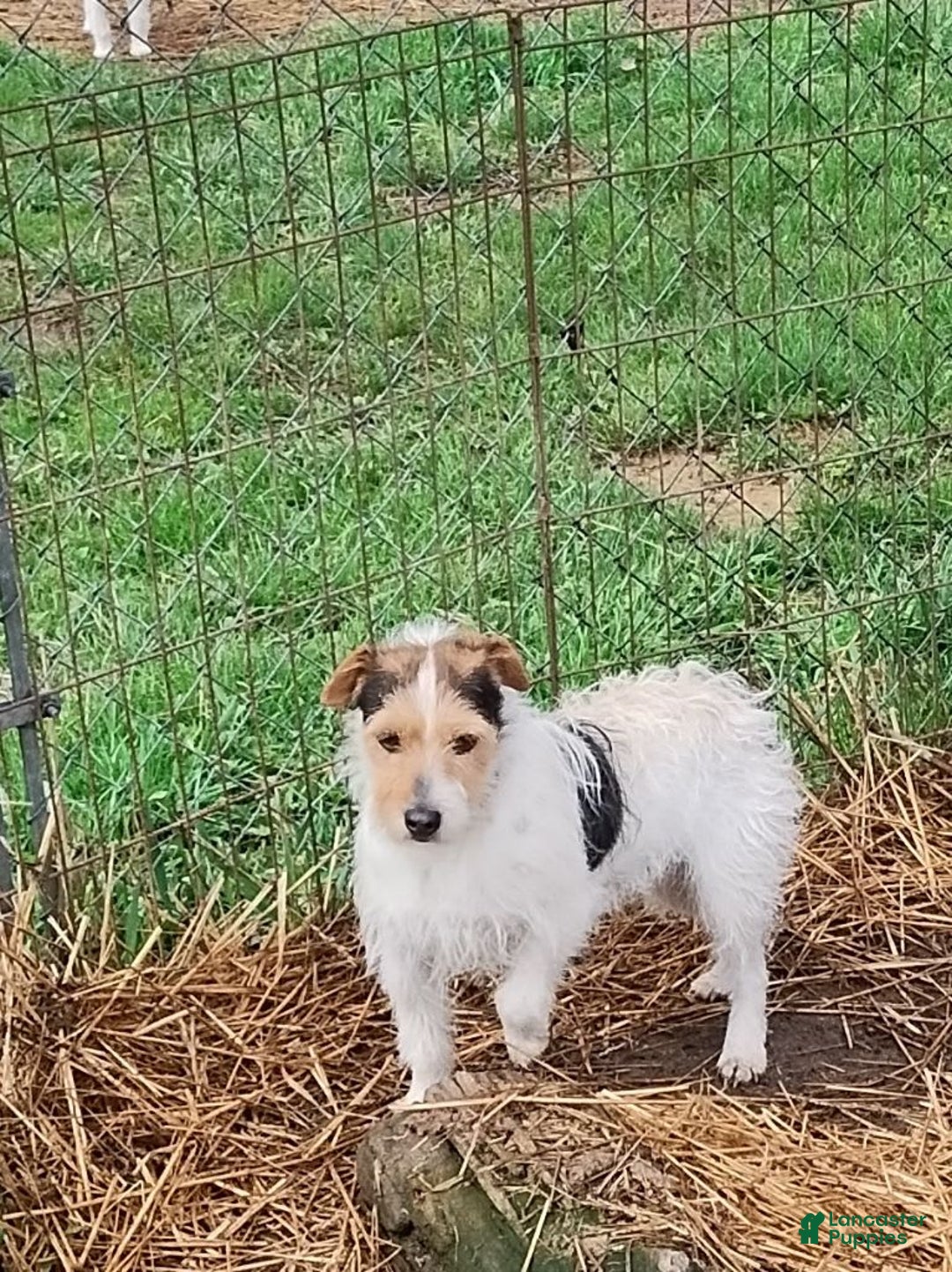Jack Russell Terrier dogs for sale: Jimmy - Image 7