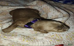Mini Goldendoodle dogs for sale: Betsy - Image 2