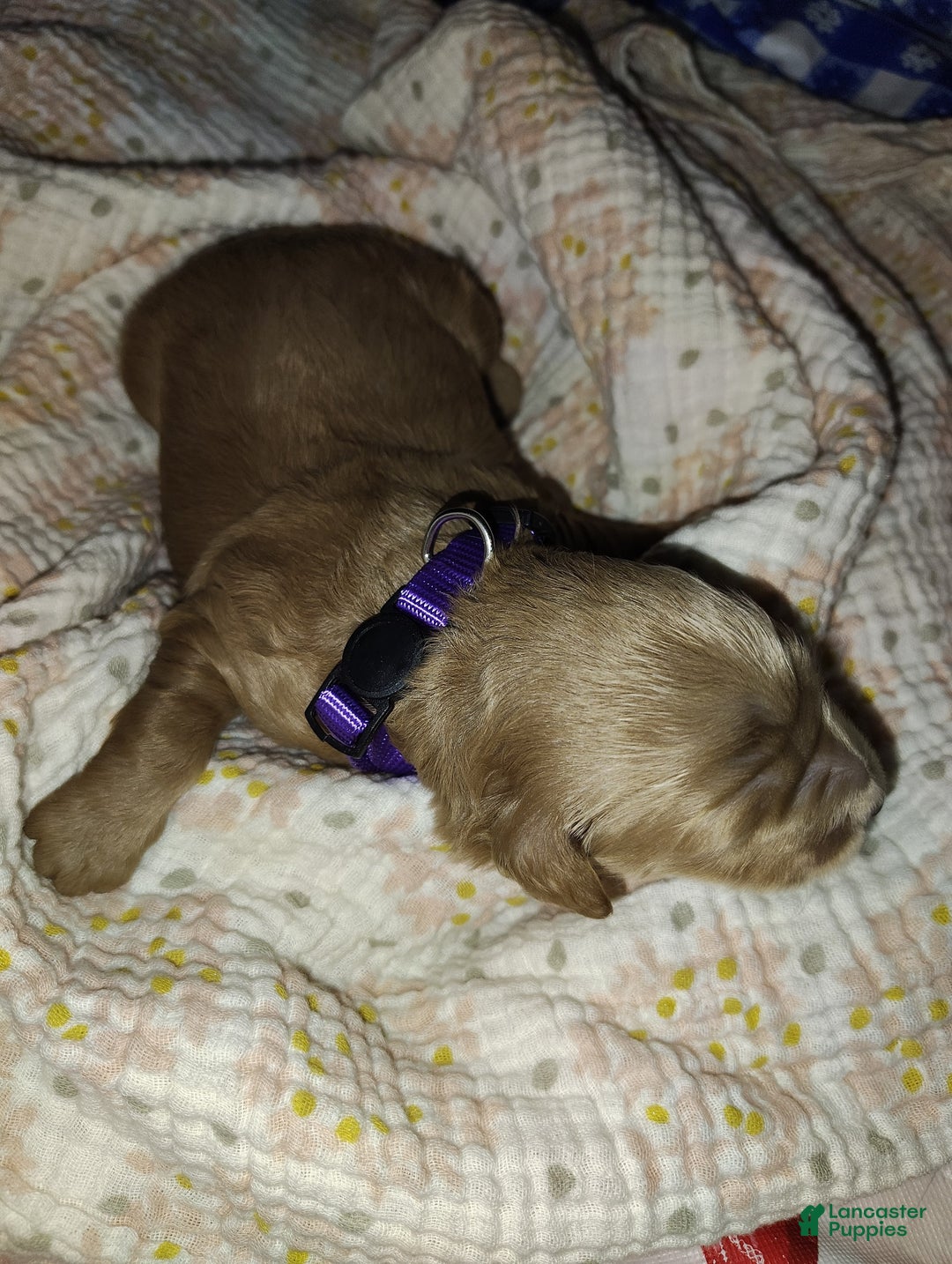 Mini Goldendoodle dogs for sale: Betsy - Image 2