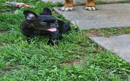 French Bulldog dogs for sale: Fluffy Female Liz - Image 5